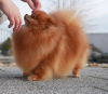 Photo №3. Pomeranian Puppys FCI. Hungary