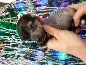 Photo №1. chinese crested dog - for sale in the city of Surgut | Negotiated | Announcement № 4795