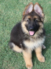 Photo №1. german shepherd - for sale in the city of Berlin | negotiated | Announcement № 97235