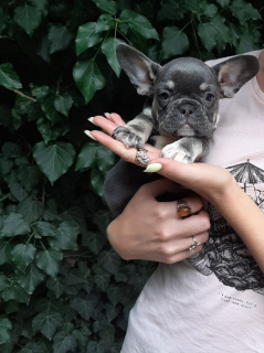 Photo №2 to announcement № 3268 for the sale of french bulldog - buy in Russian Federation from nursery