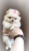 Photo №2 to announcement № 102619 for the sale of  - buy in Belarus breeder