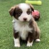 Photo №1. australian shepherd - for sale in the city of Memphis | 650$ | Announcement № 50492