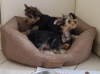 Photo №4. I will sell yorkshire terrier in the city of Krasnodar. private announcement - price - 208$