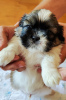 Photo №2 to announcement № 67190 for the sale of shih tzu - buy in Ukraine 