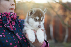 Photo №1. siberian husky - for sale in the city of Kronstadt | 390$ | Announcement № 4096