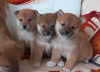 Photo №1. shiba inu - for sale in the city of Эребру | Is free | Announcement № 89570