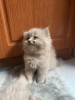 Photo №2 to announcement № 109747 for the sale of british shorthair - buy in Germany private announcement, breeder