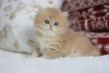 Photo №2 to announcement № 58399 for the sale of british longhair - buy in Russian Federation from nursery
