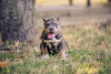 Photo №1. american bully - for sale in the city of Kishinev | 1057$ | Announcement № 62655