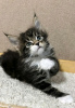 Photo №3. Healthy cute adorable Maine coon kittens available now for sell. Switzerland