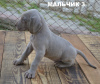 Photo №1. weimaraner - for sale in the city of Ровно | 367$ | Announcement № 12809