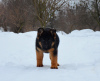 Photo №3. The reserve is open. German shepherd puppies. FCI.. Ukraine