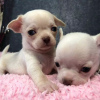 Photo №4. I will sell chihuahua in the city of Vienna. private announcement - price - 400$