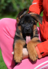 Photo №1. german shepherd - for sale in the city of Москва | negotiated | Announcement № 7805