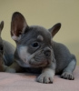 Photo №3. French bulldog. Serbia