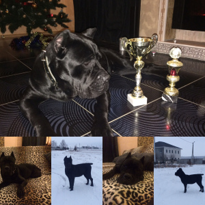 Additional photos: The best representatives of the breed Cane Corso