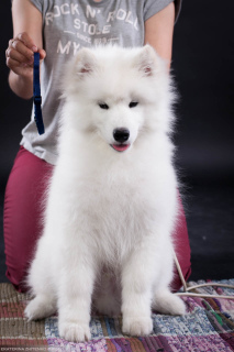 Photo №4. I will sell samoyed dog in the city of Chelyabinsk. from nursery, breeder - price - 732$