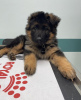 Photo №1. german shepherd - for sale in the city of Tampere | negotiated | Announcement № 119733