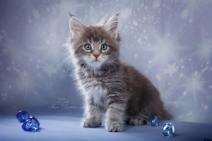 Photo №2 to announcement № 5518 for the sale of maine coon - buy in Russian Federation from nursery