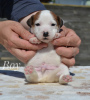 Photo №4. I will sell jack russell terrier in the city of Minsk. from nursery - price - 240$