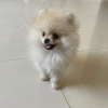 Additional photos: Pomeranian