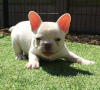 Photo №4. I will sell french bulldog in the city of Riyadh Al Khabra. breeder - price - negotiated