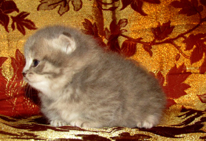 Photo №2 to announcement № 4220 for the sale of domestic cat - buy in Russian Federation from nursery