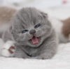 Photo №4. I will sell british shorthair in the city of Berlin. breeder - price - 423$