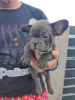 Photo №2 to announcement № 19385 for the sale of french bulldog - buy in Russian Federation private announcement