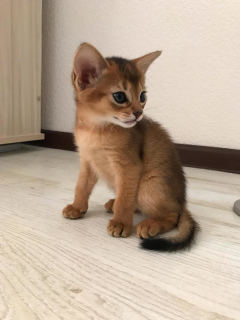Photo №2 to announcement № 2103 for the sale of abyssinian cat - buy in Russian Federation private announcement, from nursery, breeder