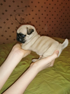 Photo №3. Pug girl. Russian Federation