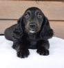 Photo №3. dachshund puppy. Germany