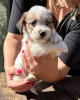 Photo №1. jack russell terrier - for sale in the city of Belgrade | negotiated | Announcement № 119731