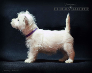 Photo №2 to announcement № 1632 for the sale of west highland white terrier - buy in Moldova from nursery