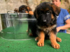 Photo №1. german shepherd - for sale in the city of Jülich | 423$ | Announcement № 118740