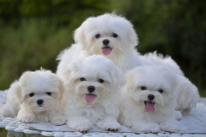 Photo №1. bichon frise - for sale in the city of Poti | 2227$ | Announcement № 498