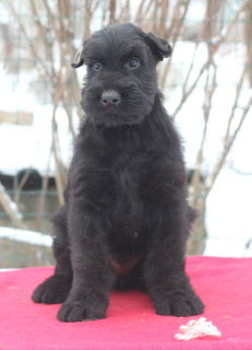 Additional photos: Giant Schnauzer puppies of black color