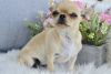 Photo №2 to announcement № 109467 for the sale of chihuahua - buy in Finland private announcement