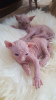 Photo №2 to announcement № 11142 for the sale of sphynx cat - buy in Poland private announcement