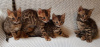 Photo №1. bengal cat - for sale in the city of Berlin | negotiated | Announcement № 74515