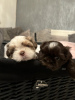 Photo №2 to announcement № 103517 for the sale of shih tzu - buy in Germany private announcement