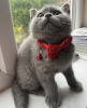 Photo №1. british shorthair - for sale in the city of Munich | 269$ | Announcement № 108929