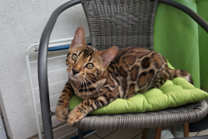 Photo №1. bengal cat - for sale in the city of Nuremberg | 782$ | Announcement № 3337