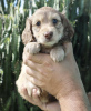Photo №4. I will sell dachshund in the city of Berlin. private announcement - price - 528$