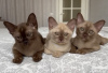 Photo №1. burmese cat - for sale in the city of Oslo | 1057$ | Announcement № 64586