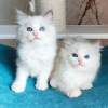 Photo №1. ragdoll - for sale in the city of Berlin | negotiated | Announcement № 118755