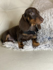 Photo №1. dachshund - for sale in the city of Paris | 936$ | Announcement № 29314