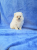 Photo №4. I will sell pomeranian in the city of Kharkov. private announcement - price - 424$