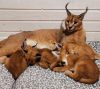 Photo №1. caracal - for sale in the city of Братислава | 264$ | Announcement № 117064