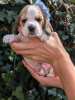 Photo №2 to announcement № 115042 for the sale of beagle - buy in United States private announcement